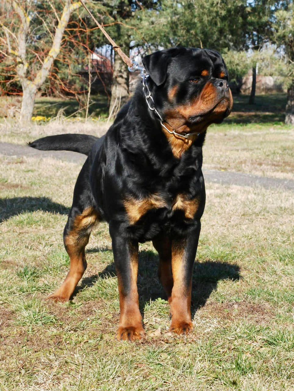 PIXEL FROM ROYAL BREED