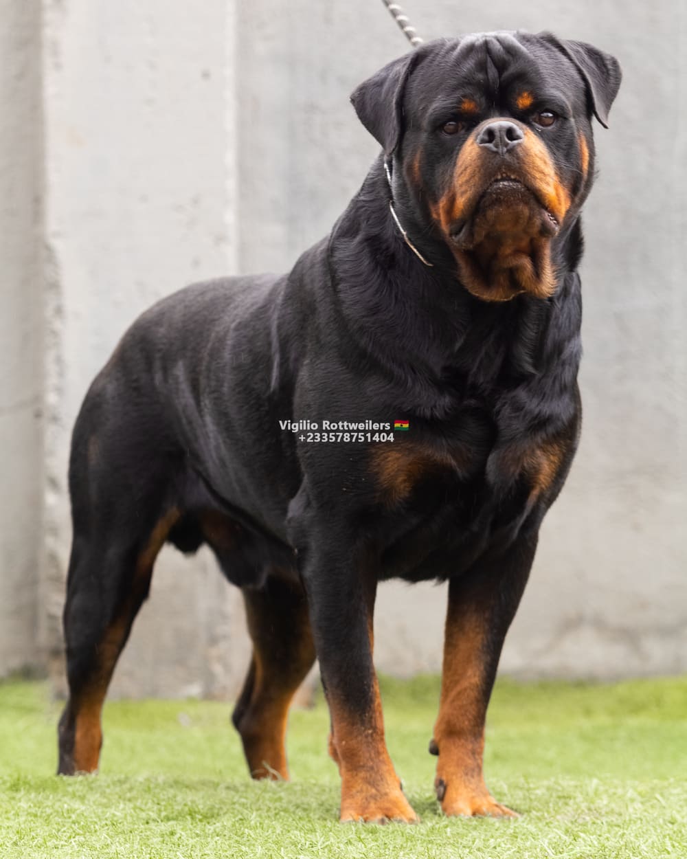 PIXEL FROM ROYAL BREED